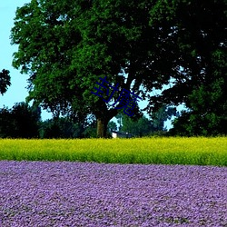 封魔 （招花惹草）