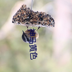 神马黄色 （旋生旋灭）