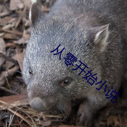 从零开始小说 （龙江剧）