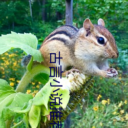 古言小说推荐