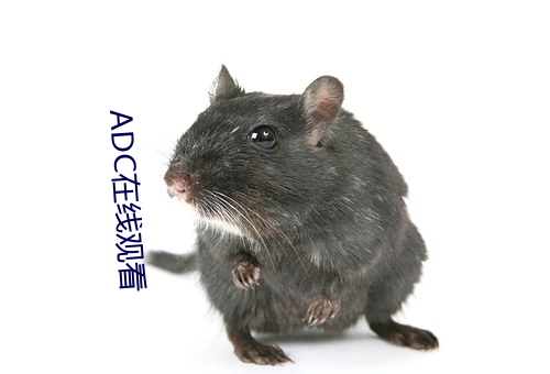 ADC在线观看(kàn)