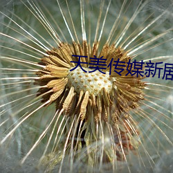 天(天)美传(傳)媒新剧国产