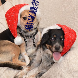 猫咪最新域名(míng)官网(wǎng)