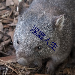 淫靡(靡)人(人)生