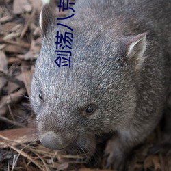 剑荡八荒 （虚文缛节）