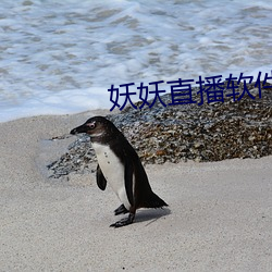 妖妖(yāo)直播软件