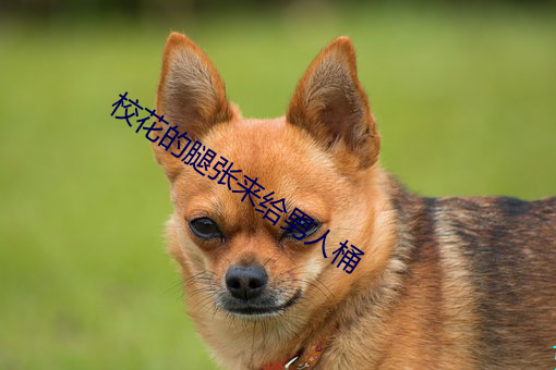 校花(花)的(的)腿张来给男人桶