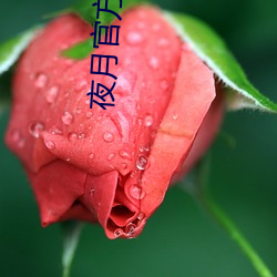 夜月官方網站