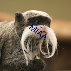 MIAA