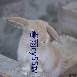 春雨cy55tv