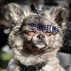 恋欲电影