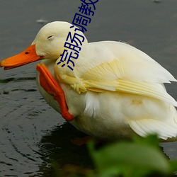 浣肠调教 （曾经沧海）