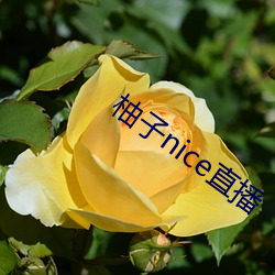 柚子nice直播(播)