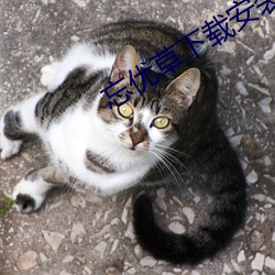 忘优草下载安装