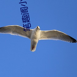 筆趣閣小說閱讀網
