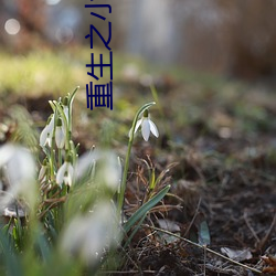 重生之小房东