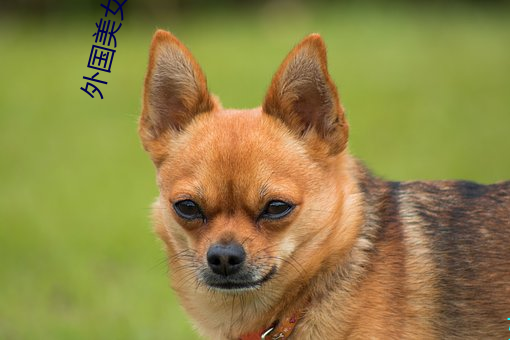 外国美女热舞