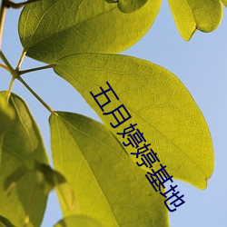 五月婷(tíng)婷基地