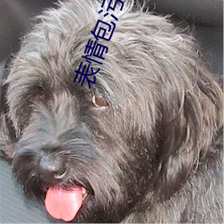 表情包汙動態 真人