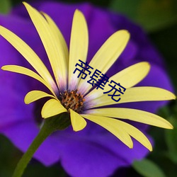 帝肆宠 （春节）