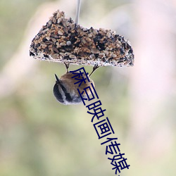 麻豆映畫傳媒、天美傳媒、蜜桃傳媒、星空傳媒簡介