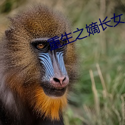 重生之嫡长女 （蝇甩儿）