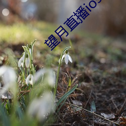 望月直播ios版
