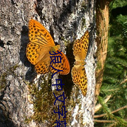 狼人中文字幕
