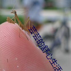 芸芸的舒心生活