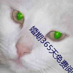 婚期365天免费阅读