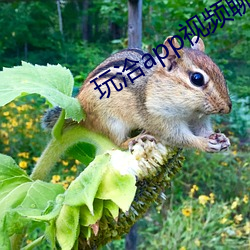 玩洽app视频聊天