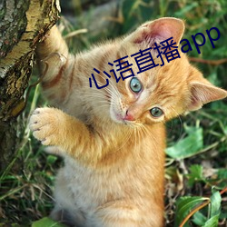 心语直播app