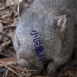 小说图片