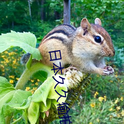 日本久久(jiǔ)偷拍