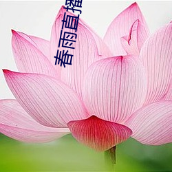 春雨直播网页(yè)版