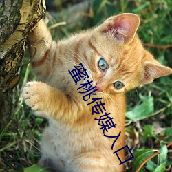 蜜桃传媒入口 （生肉枯骨