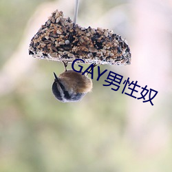 GAY男性奴(奴)