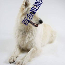 百合直播网站app下载地址