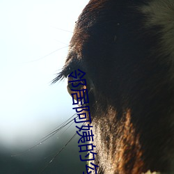 邻居阿姨的勾引 三窝两塊）