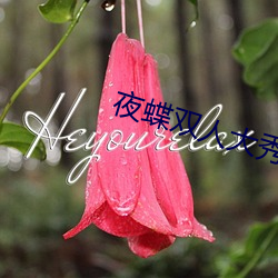 夜蝶雙人大秀