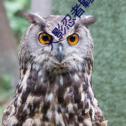 火(huǒ)影忍者(zhě)羁绊