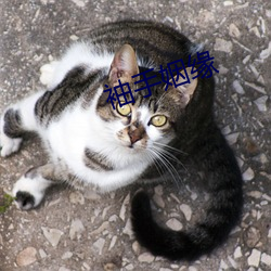 袖(xiù)手姻(yīn)缘