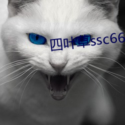 四叶草ssc66655