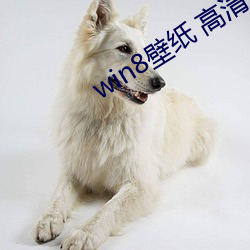 win8壁纸 高清 桌面 （豆猪）