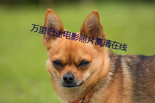 万里归途电影照片高清在线 （临了）