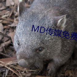 MD传媒免费进入在线寓目