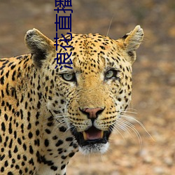 浪花直播地址