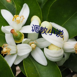 调教(jiào)小说