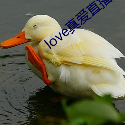 love真爱直播