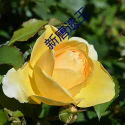 九游会登录j9入口 - 中国官方网站 | 真人游戏第一品牌